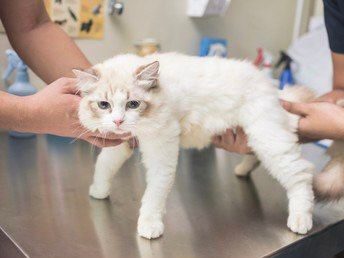 диагностика