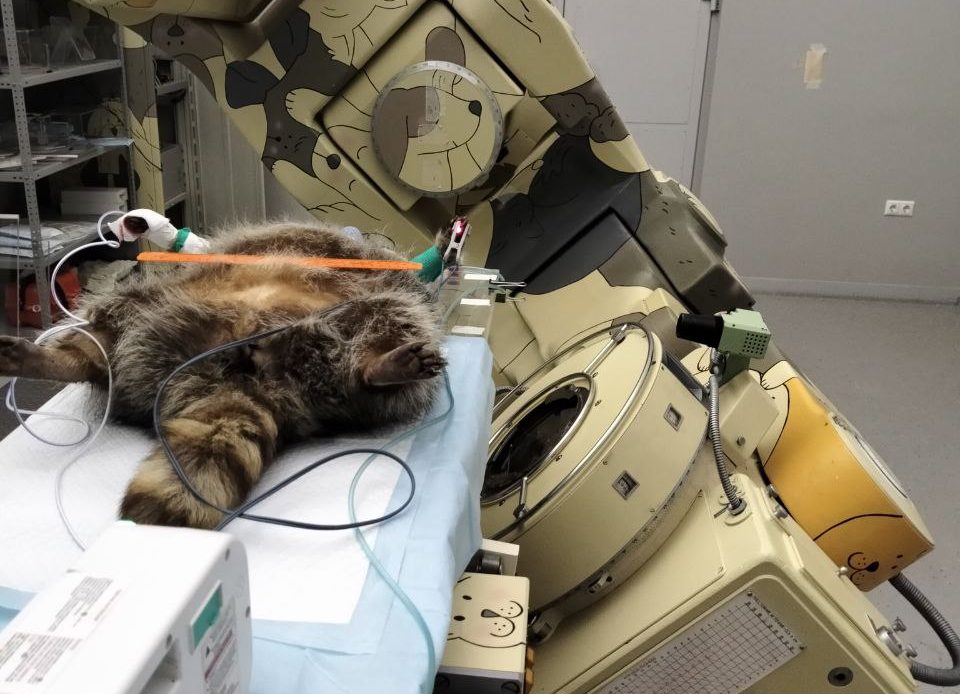 Фиксация животного на лучевой