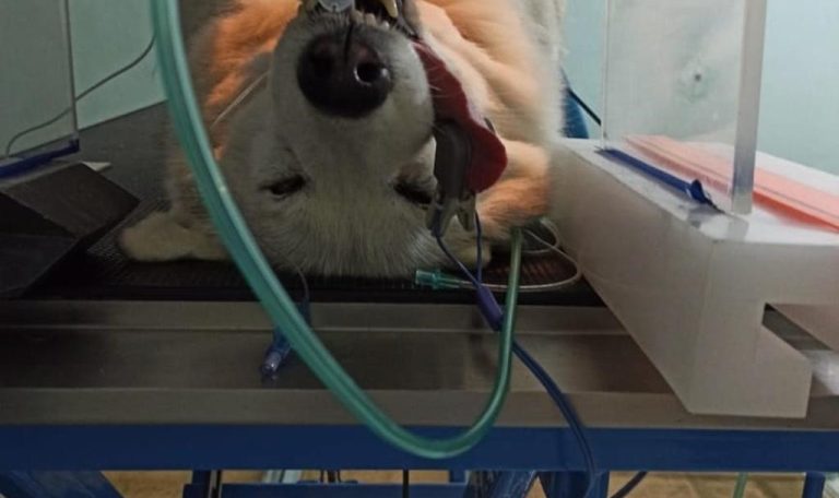 эндотрахиальная трубка