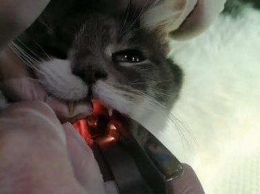 ветеринарная хирургия