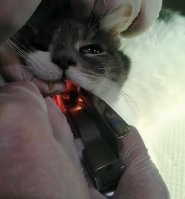 ветеринарная хирургия