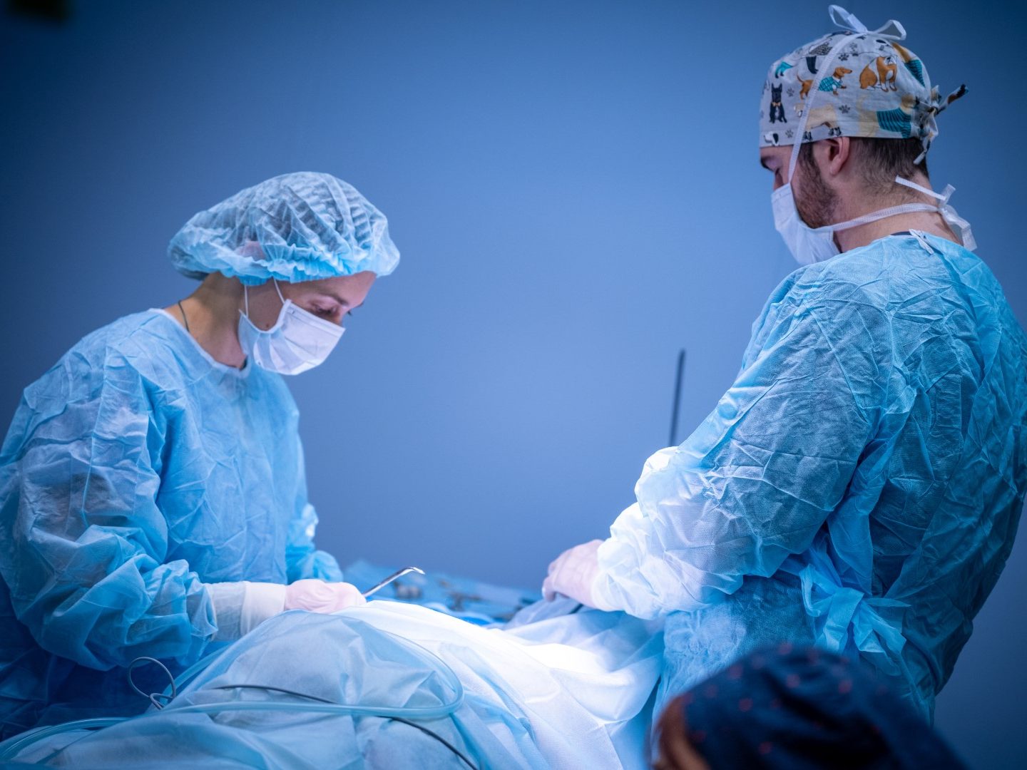 вветеринарная хирургия вветеринарная хирургия