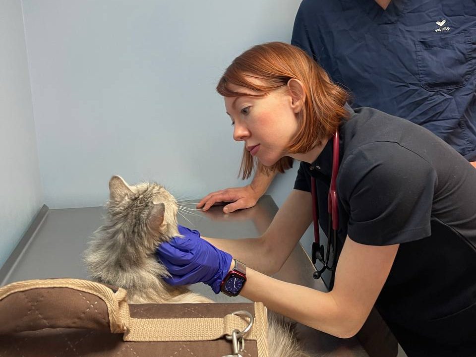 Консультация анестезиолога и хирурга