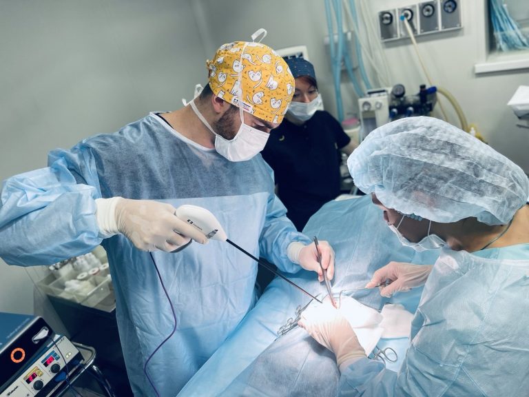 овариэктомия у собаки