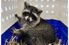Three escaped raccoons returned to English zoo one still loose