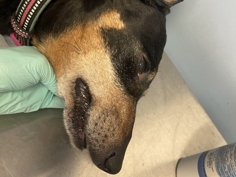 Успокоительные при наркозе у собаки