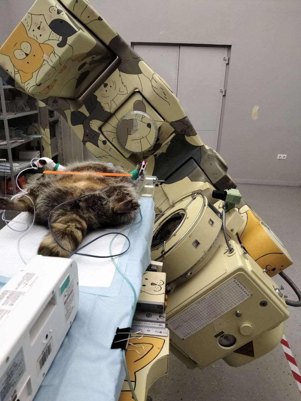 Фиксация животного на лучевой