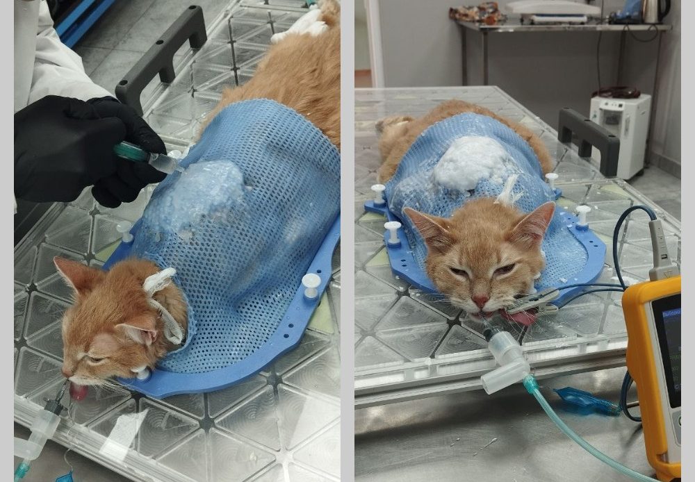 Кот с неоперабельной фибросаркомой