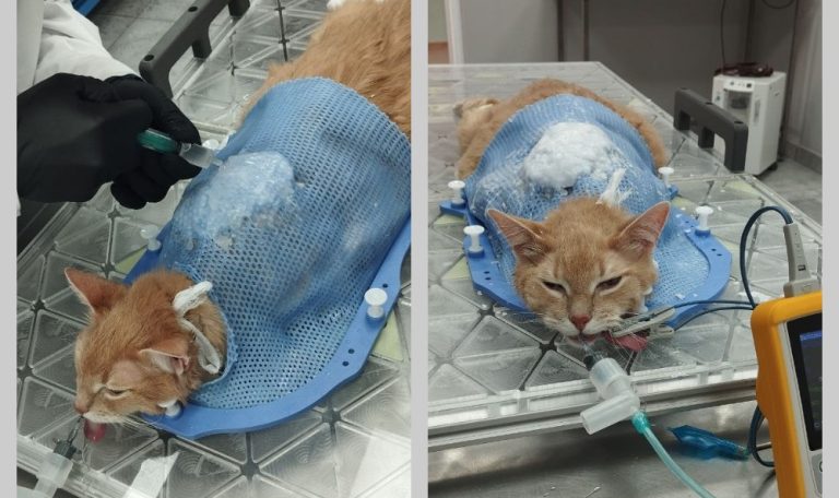 Кот с неоперабельной фибросаркомой