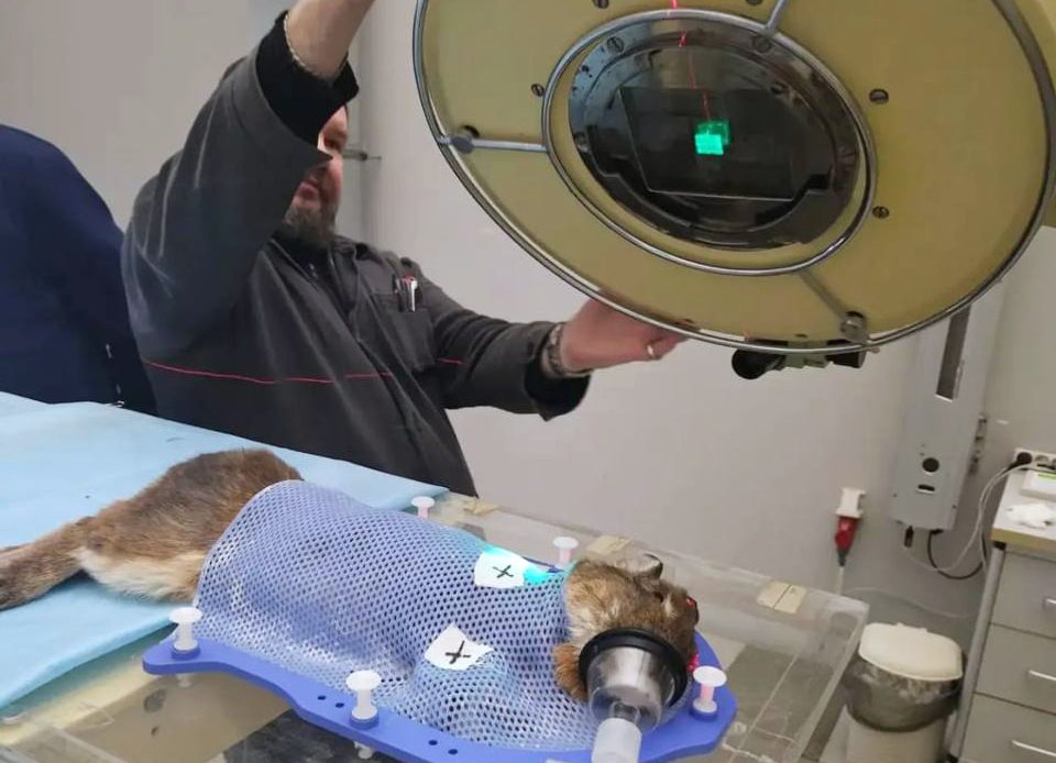 01 rabbit treatment