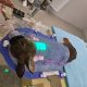 02 rabbit positioning