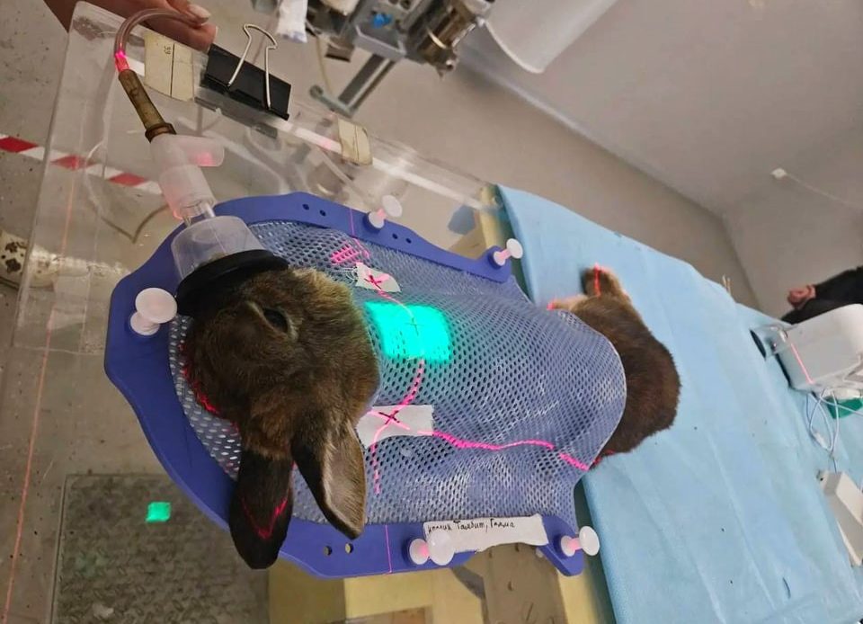 02 rabbit positioning