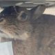 05 rabbit portrait