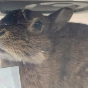 05 rabbit portrait