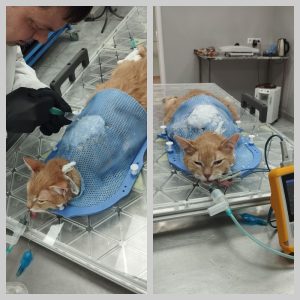 Кот с неоперабельной фибросаркомой