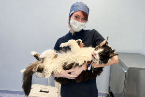 кот с анестезиологом